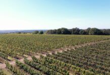 Nace OAK, el primer festival manchego en el que música electrónica y medioambiente se dan la mano