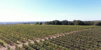 Nace OAK, el primer festival manchego en el que música electrónica y medioambiente se dan la mano