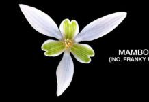 Mambo Brothers, en el sello de Nic Fanciulli con KASAI KASAI Mambo Brothers