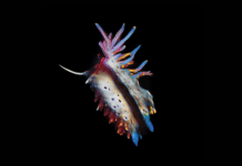 ‘Evolve’, tercer álbum de Sub Focus