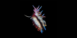 ‘Evolve’, tercer álbum de Sub Focus