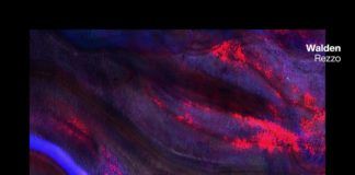 Walden protagoniza la segunda referencia de Release Deep con ‘Rezzo’ Walden Rezzo Release Deep