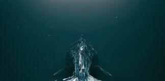 MUZZ nos sumerge en el océano con ‘Somewhere Else’ muzz somewhere else