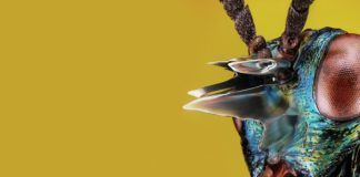 ‘Nova’ es el segundo lanzamiento de Yotto en su sello Nova