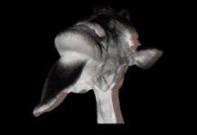 The Dirty Playerz remezclan ‘Güsto’, el primer single de QARA QARA Gusto The Dirty Playerz Remix