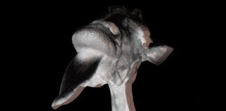 The Dirty Playerz remezclan ‘Güsto’, el primer single de QARA QARA Gusto The Dirty Playerz Remix